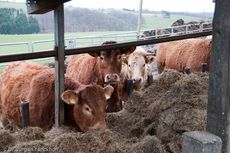 Hausrind (174 von 174).jpg